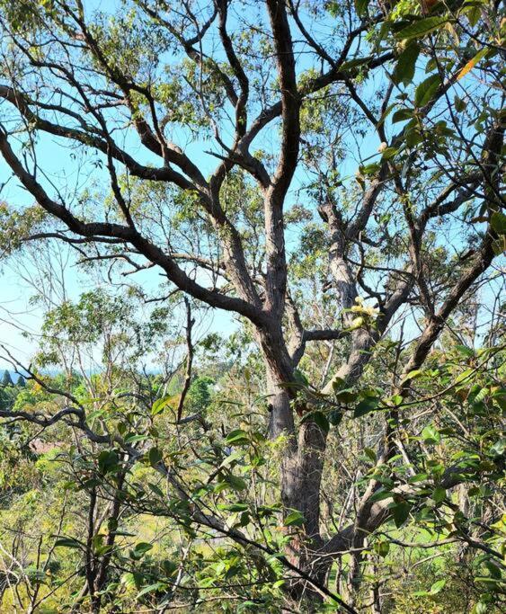 The Black Cockatoo - Secret Garden Treetops Home Катумба Экстерьер фото